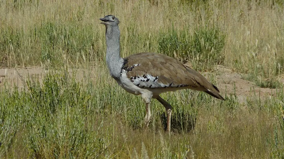 k-P1290947.JPG