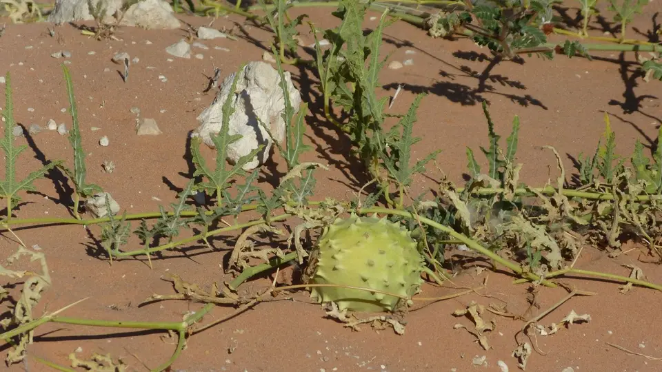 k-P1290953.JPG
