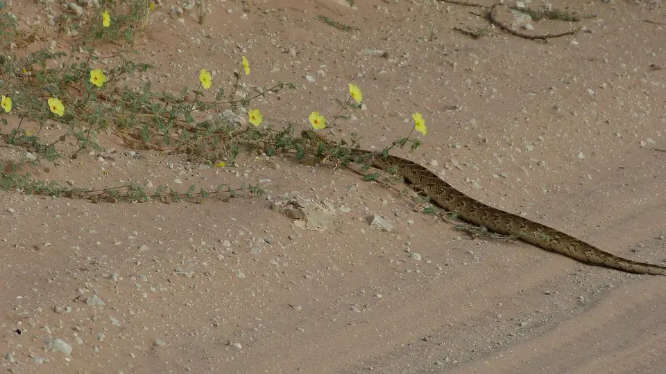 k-P1300114.JPG