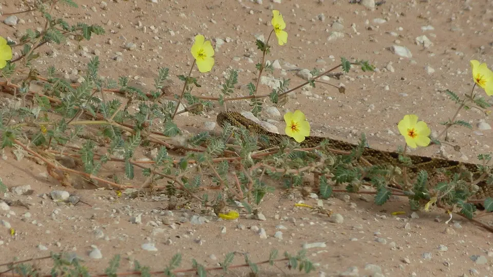 k-P1300117.JPG
