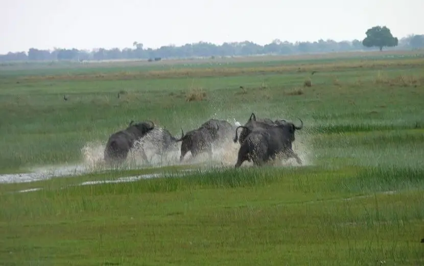 k-k-P1150083.JPG