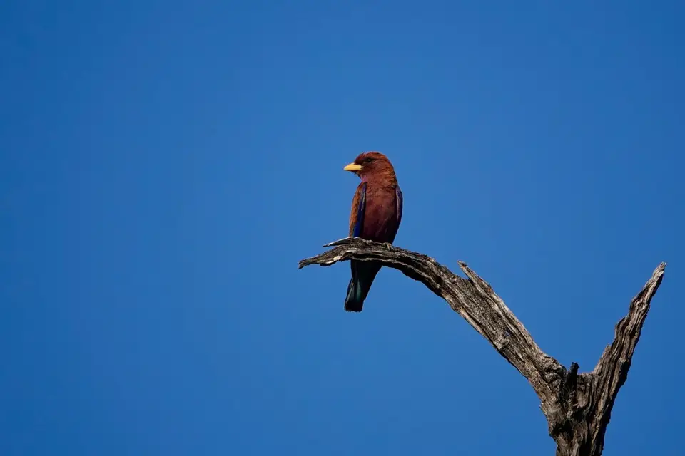 DSC01442.jpg