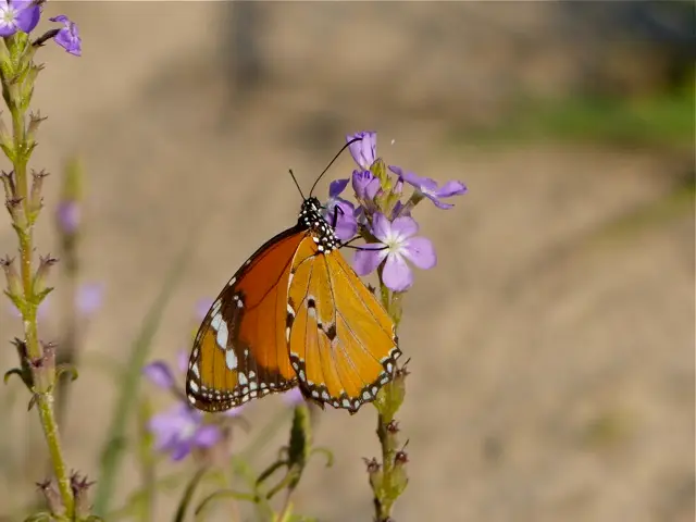 hb31708a.jpg