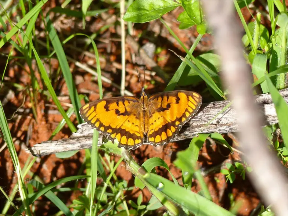 hccf9395.jpg