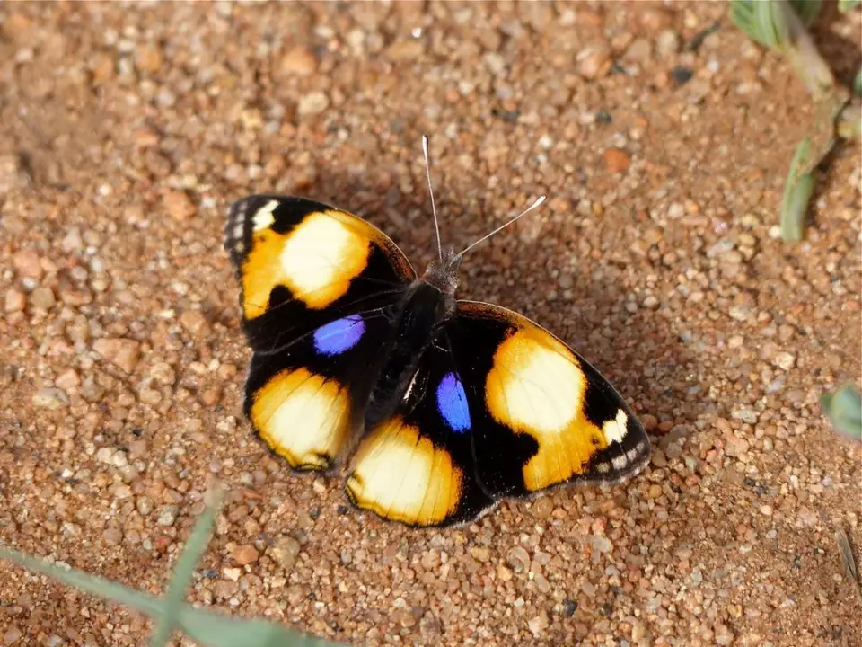 hdf156f7.jpg