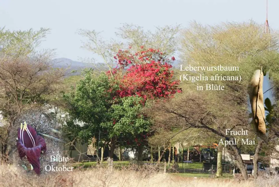 Leberwurstbaum.jpg