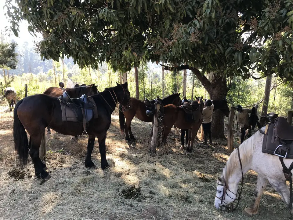 13_2019_08ZimSASwasi_9329.JPG