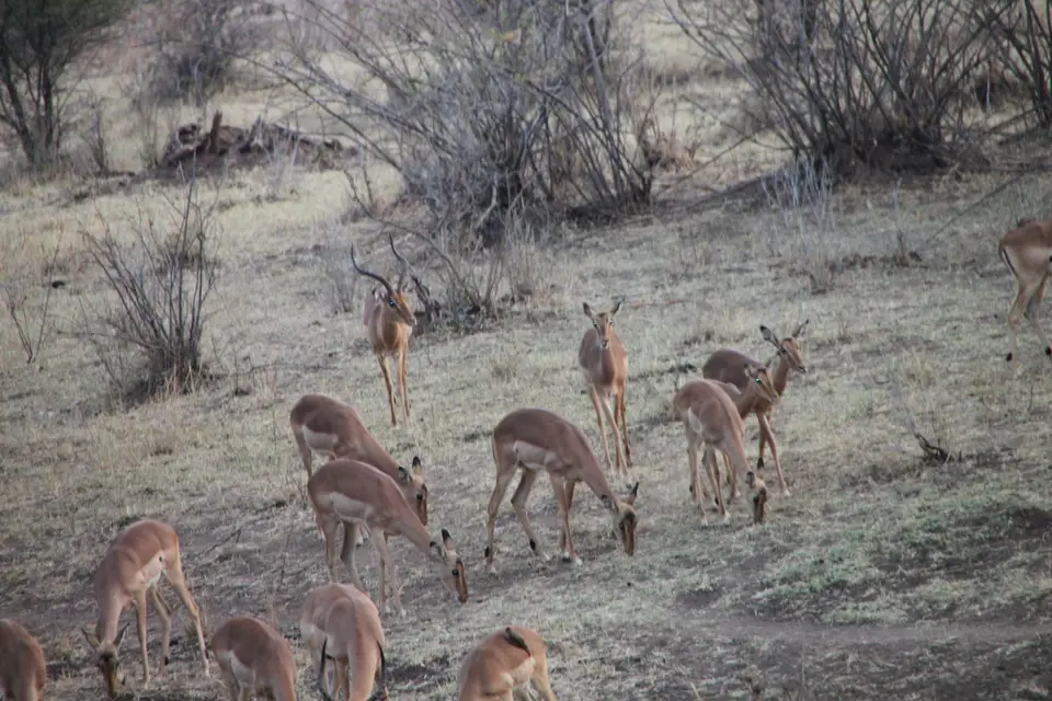 2019_08Zim:SA:Swasi_7524.JPG
