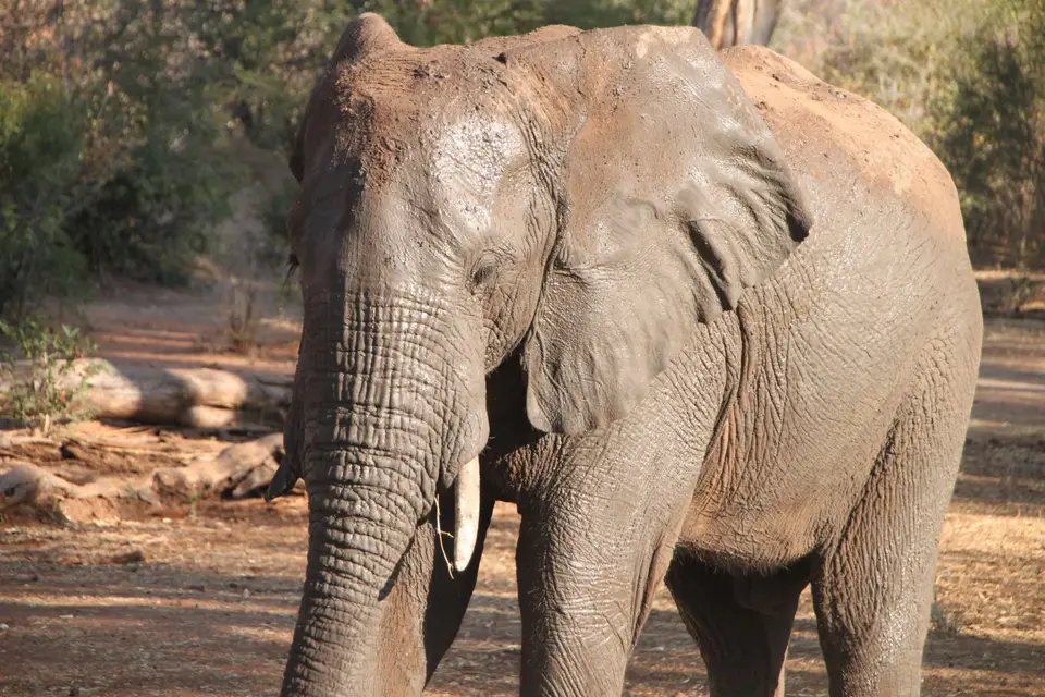 2019_08Zim:SA:Swasi_7723.JPG