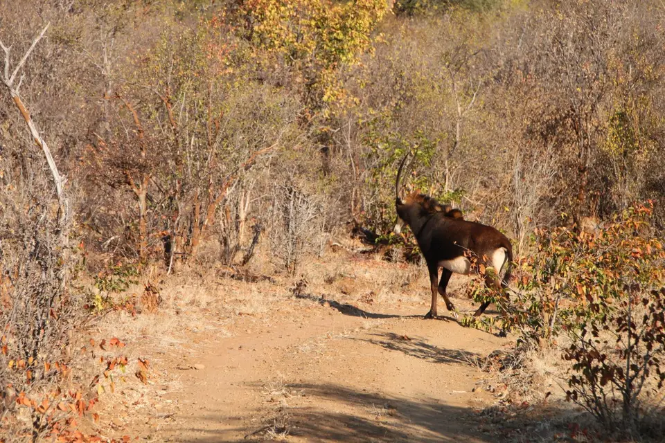 2019_08Zim:SA:Swasi_7734.JPG