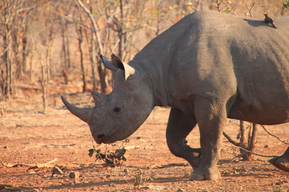 2019_08Zim:SA:Swasi_7751-2.JPG