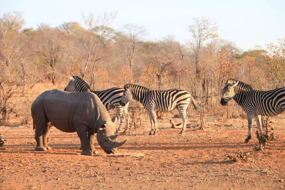 2019_08Zim:SA:Swasi_7763.JPG
