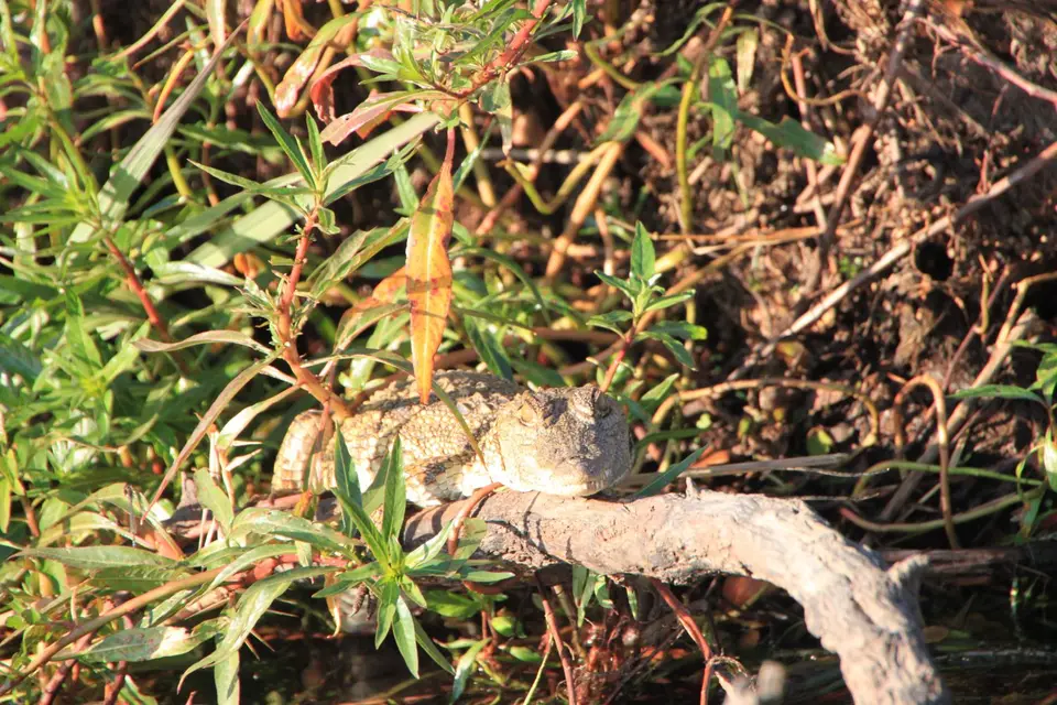 2019_08Zim:SA:Swasi_7812.JPG