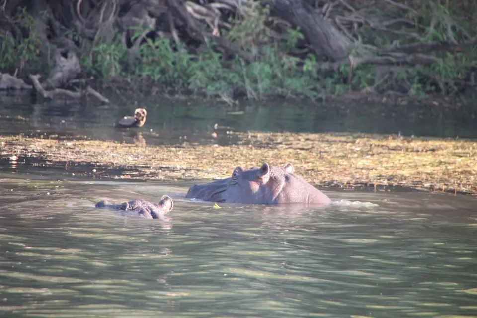 2019_08Zim:SA:Swasi_7869.JPG