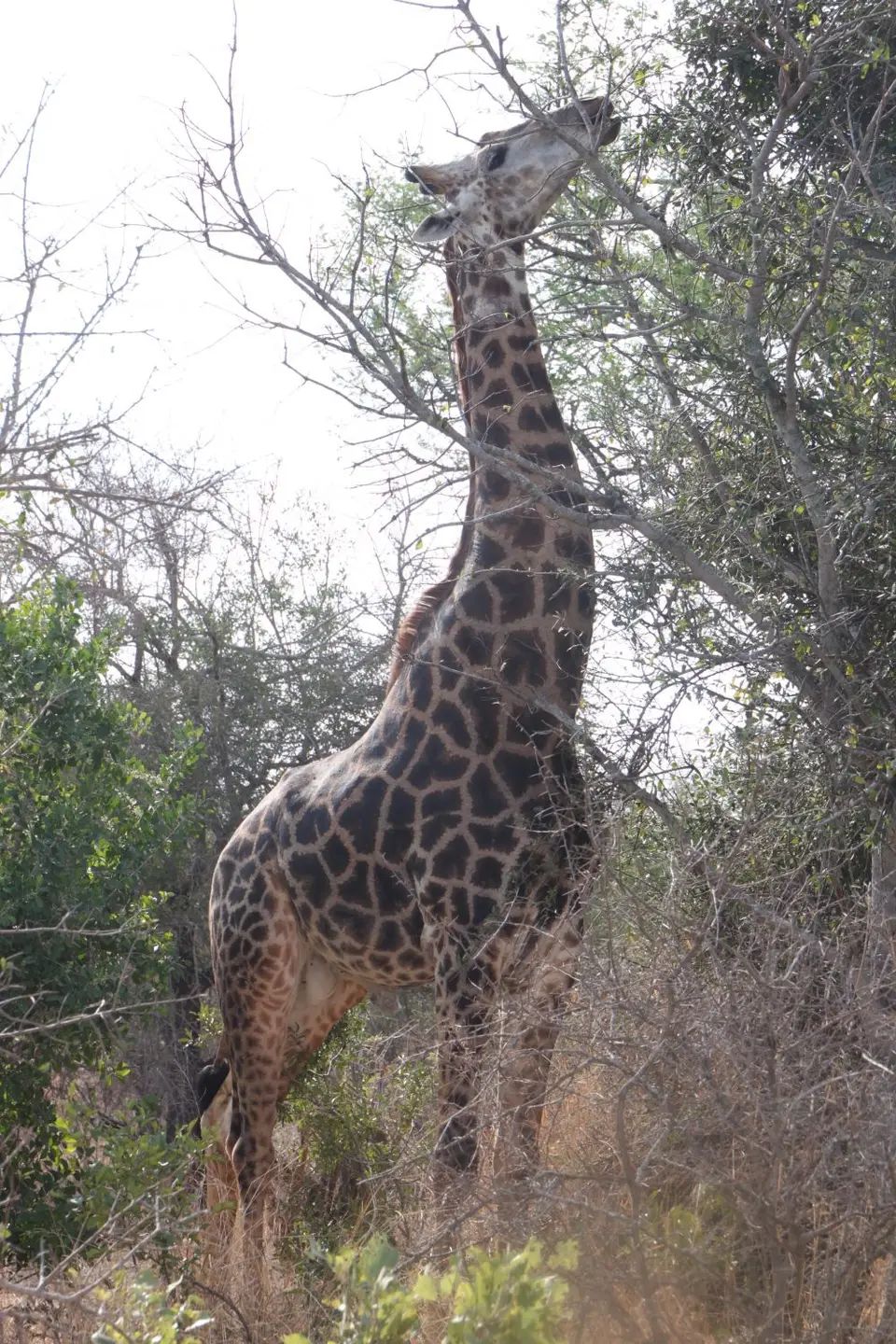 2019_08Zim:SA:Swasi_8126.JPG