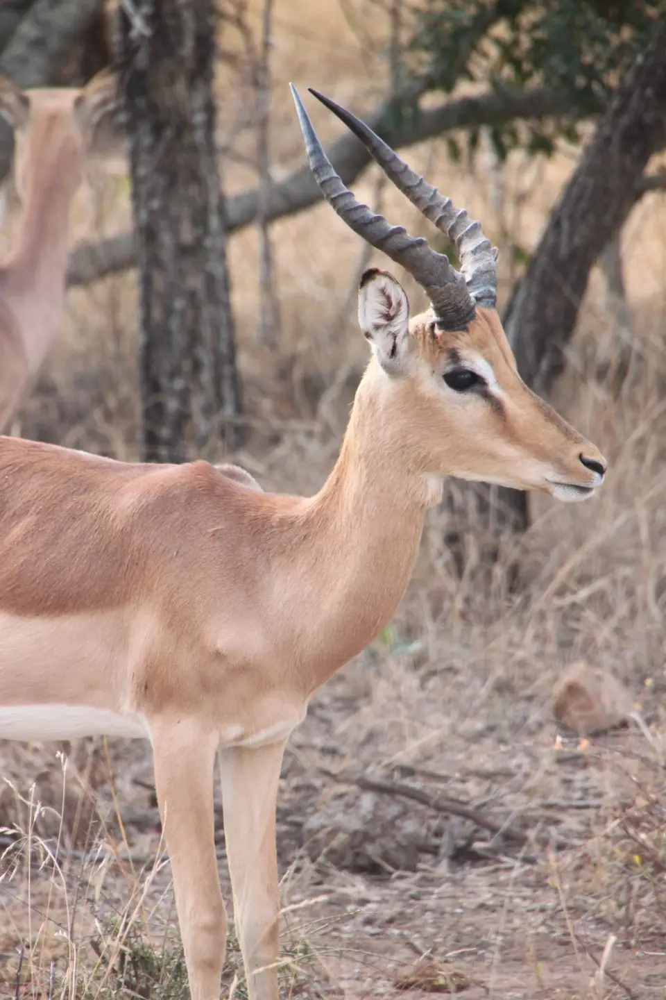 2019_08Zim:SA:Swasi_8132.JPG