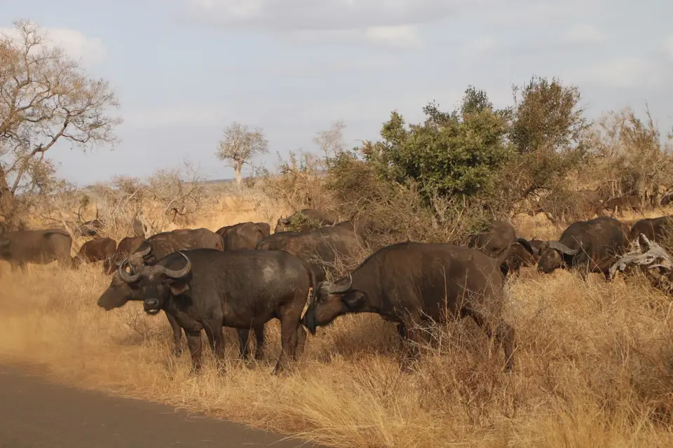 2019_08Zim:SA:Swasi_81441.JPG