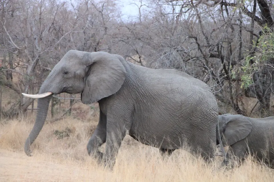2019_08Zim:SA:Swasi_81541.JPG
