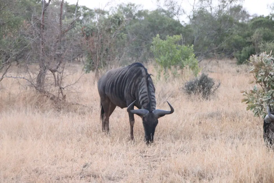 2019_08Zim:SA:Swasi_81591.JPG