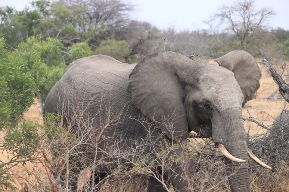 2019_08Zim:SA:Swasi_8171.JPG