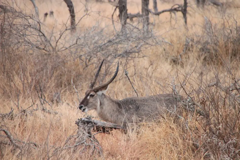 2019_08Zim:SA:Swasi_81771.JPG