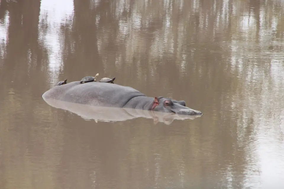 2019_08Zim:SA:Swasi_8246.JPG