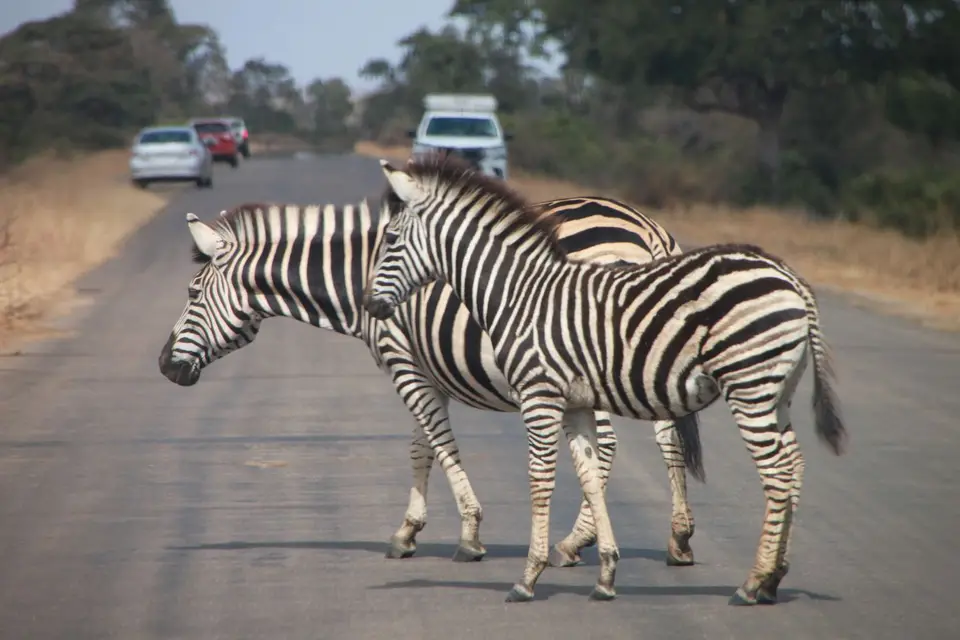 2019_08Zim:SA:Swasi_82521.JPG
