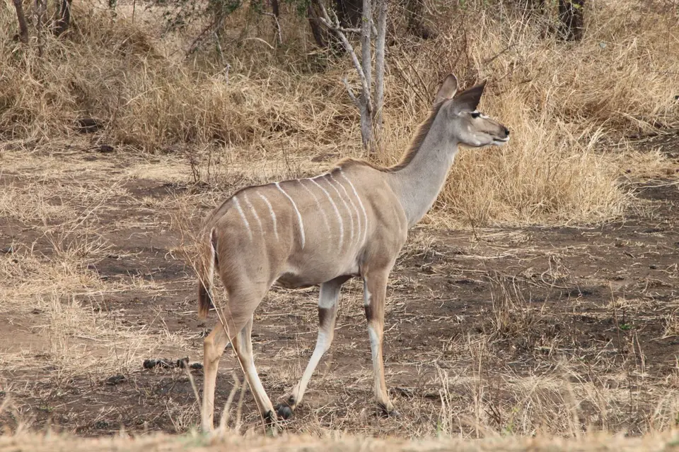 2019_08Zim:SA:Swasi_8260.JPG