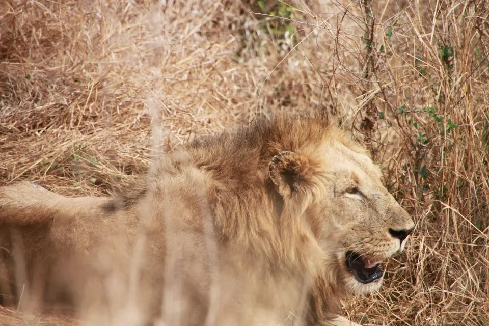 2019_08Zim:SA:Swasi_82721.JPG