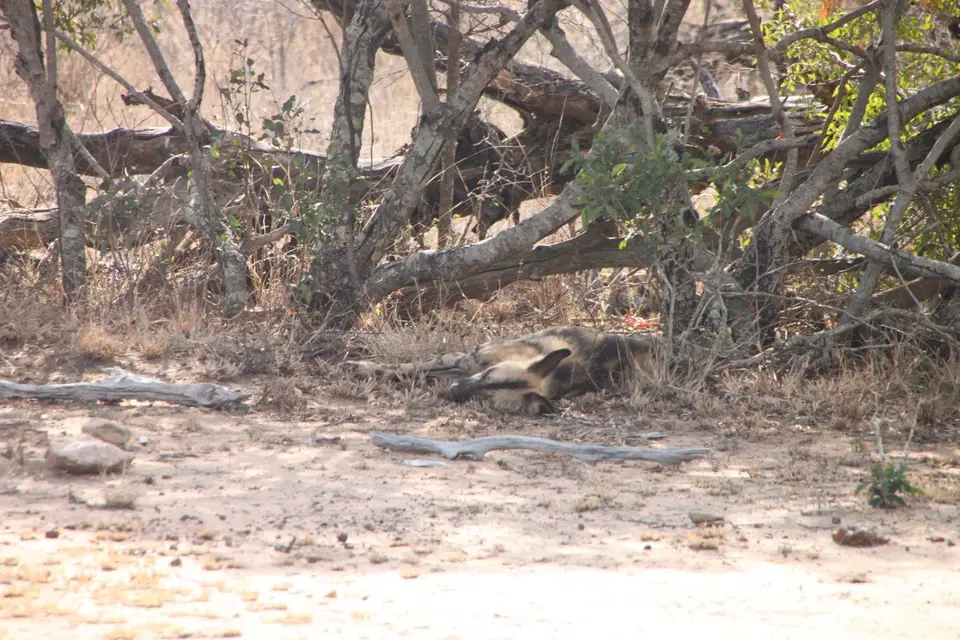 2019_08Zim:SA:Swasi_8290.JPG