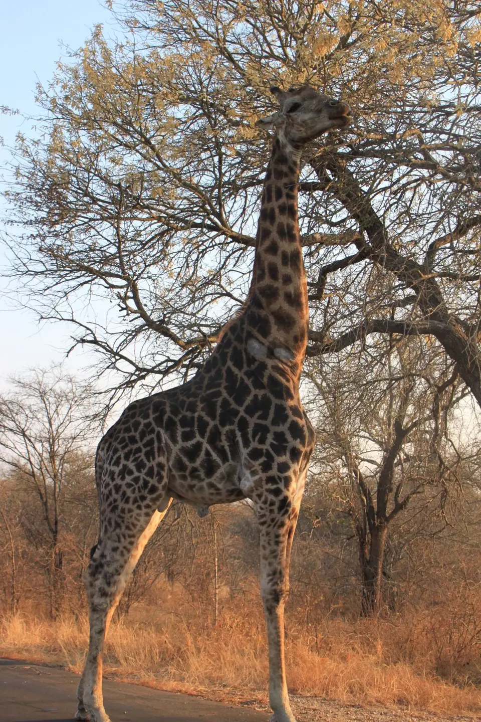 2019_08Zim:SA:Swasi_83401.JPG
