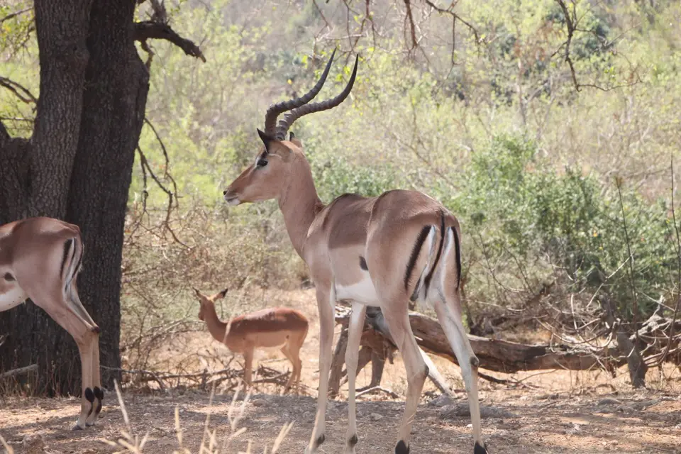 2019_08Zim:SA:Swasi_8355.JPG