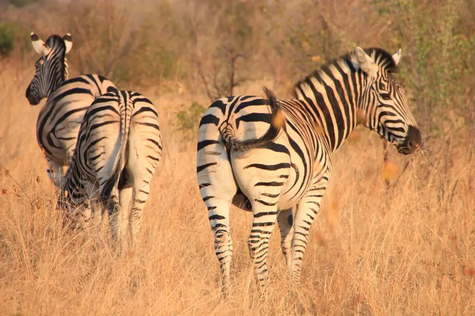 2019_08Zim:SA:Swasi_83951.JPG