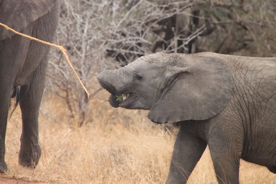 2019_08Zim:SA:Swasi_85391.JPG