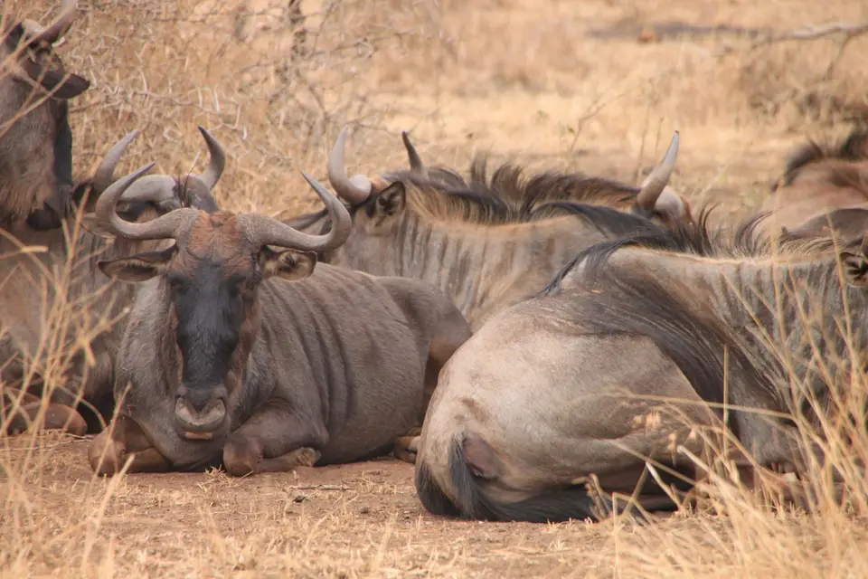 2019_08Zim:SA:Swasi_85601.JPG