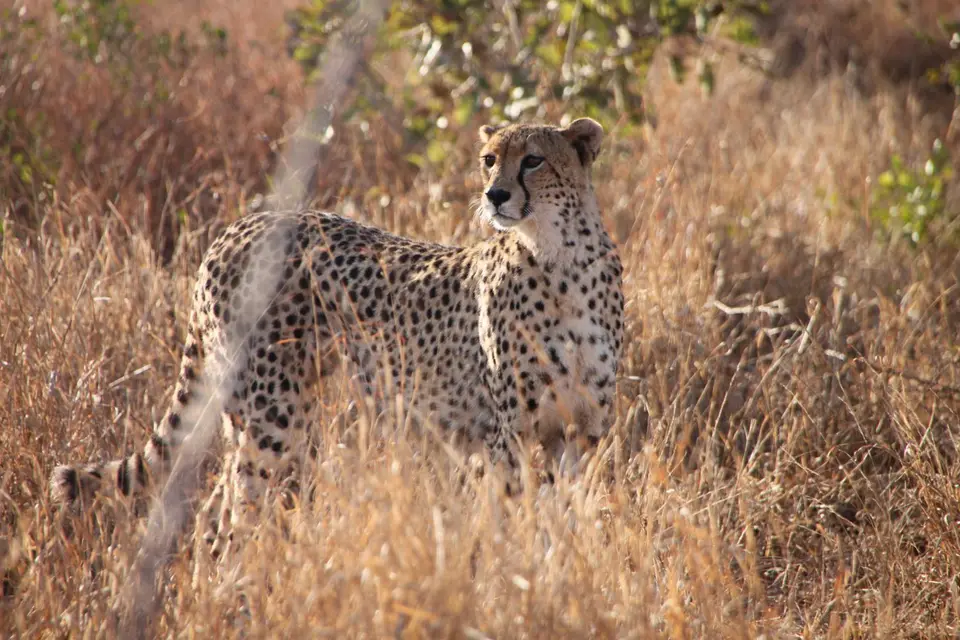 2019_08Zim:SA:Swasi_85911.JPG