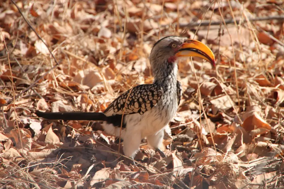 2019_08Zim:SA:Swasi_86131.JPG