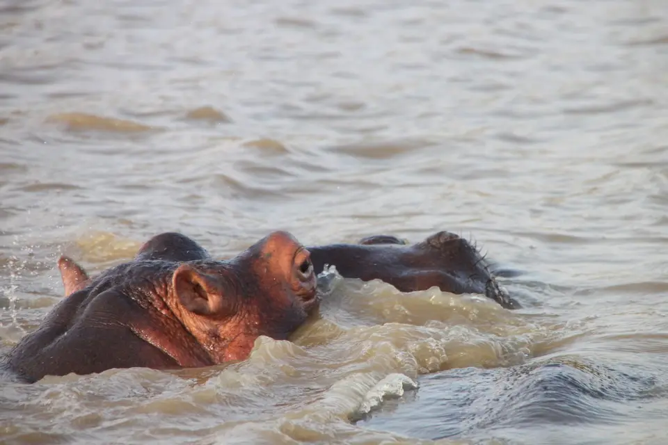 2019_08Zim:SA:Swasi_88891.JPG