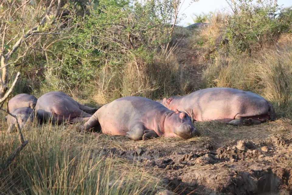 2019_08Zim:SA:Swasi_88971.JPG