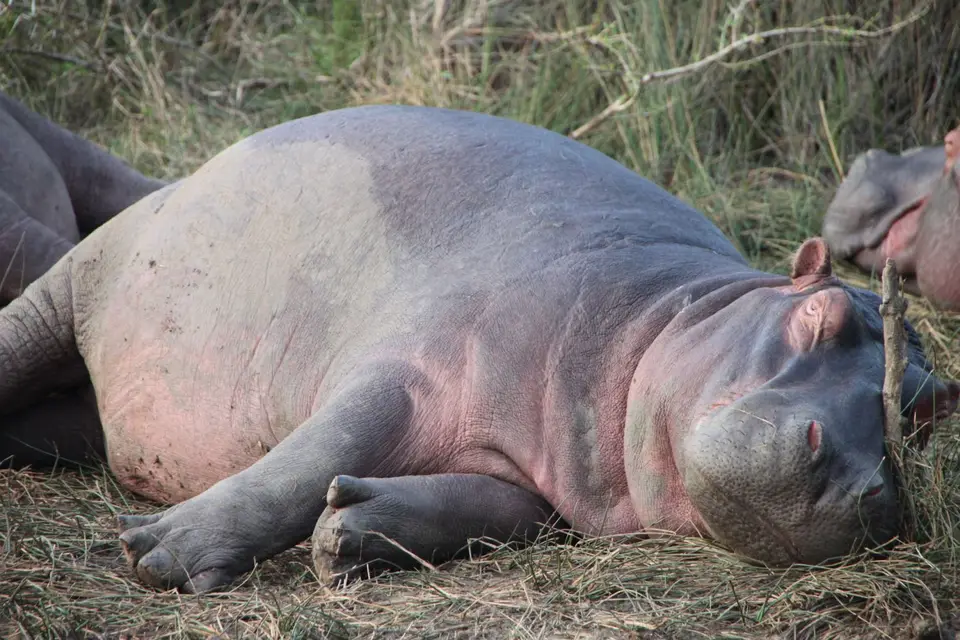 2019_08Zim:SA:Swasi_89041.JPG