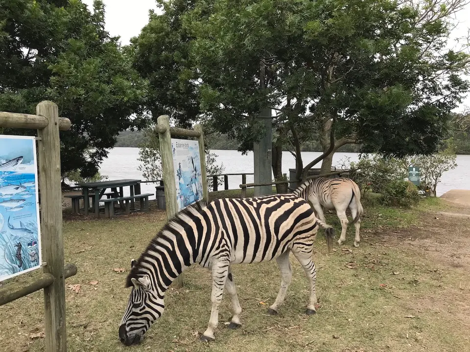 2019_08Zim:SA:Swasi_9629.JPG