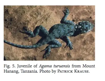 Agama.jpeg