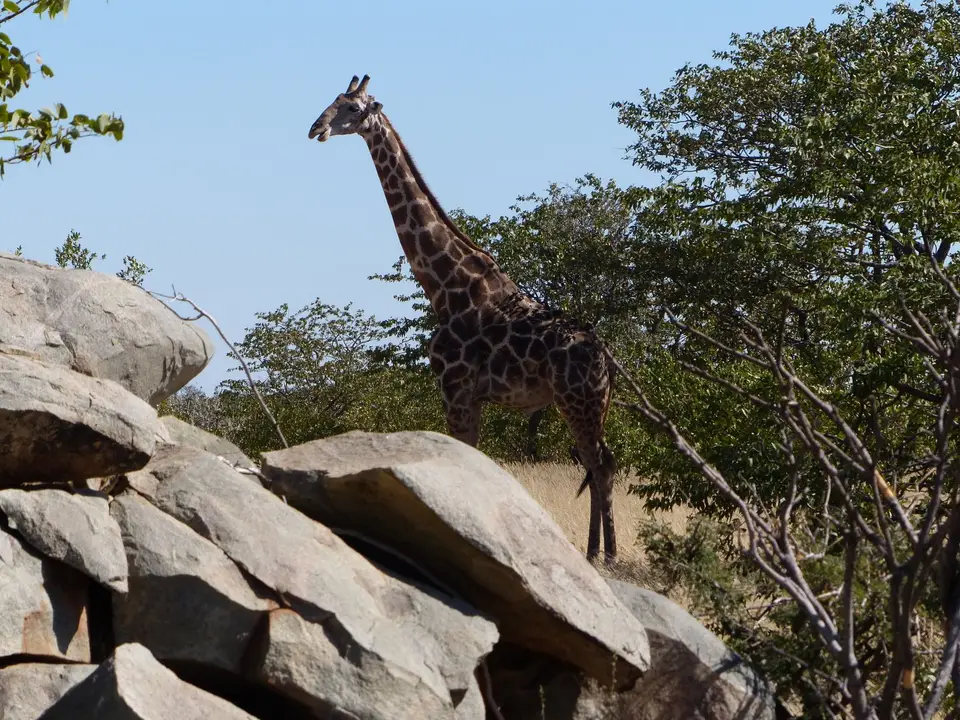 EhaGiraffe-1.jpg
