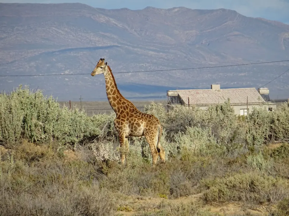 Südafrika0001(361).JPG