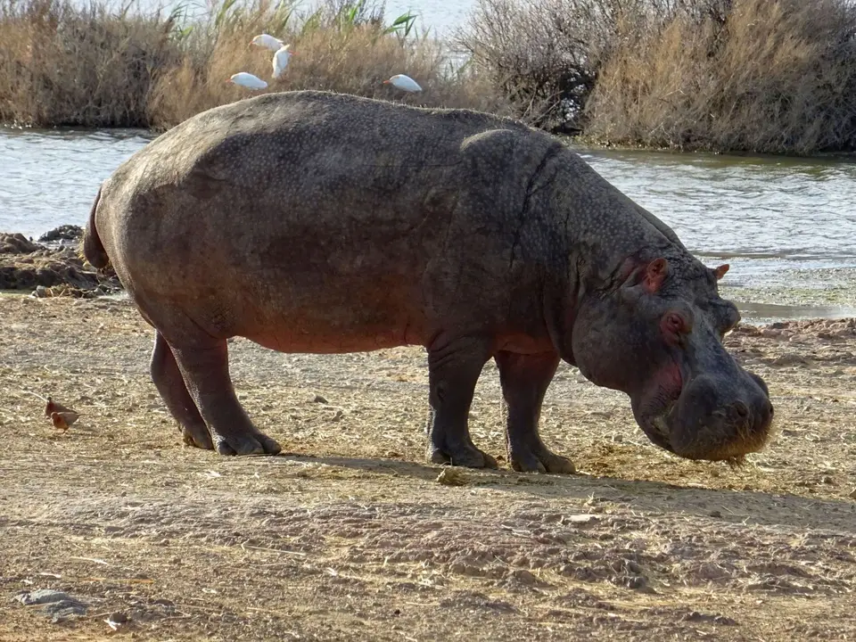 Südafrika0001(372).JPG