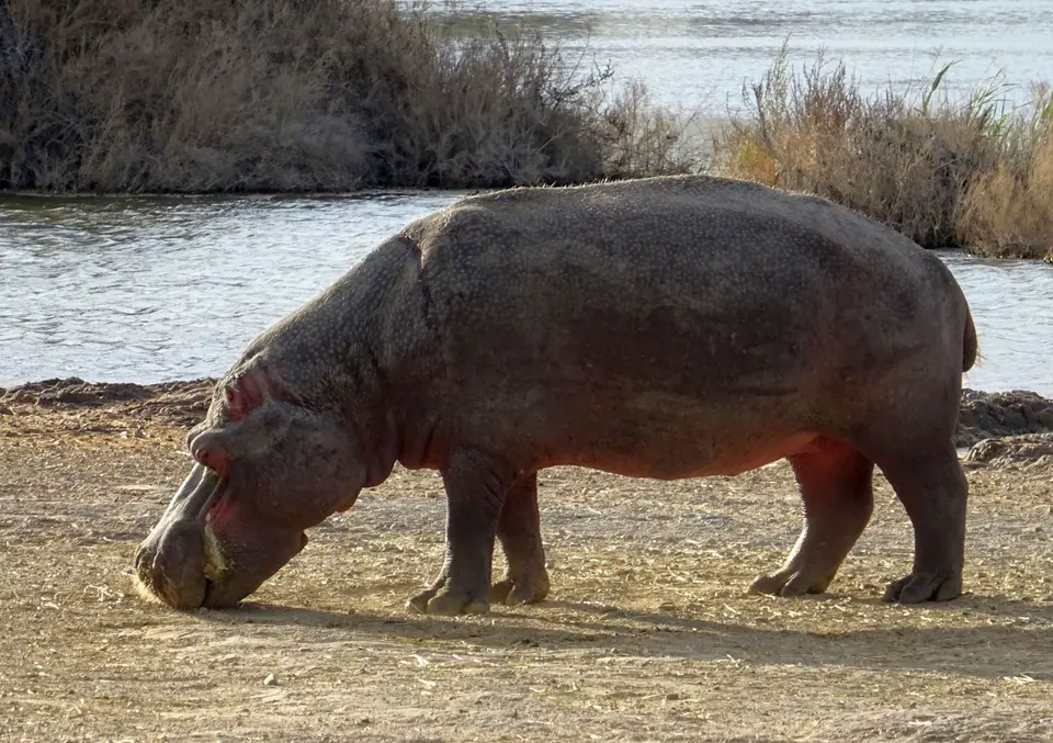 Südafrika0001(376).JPG