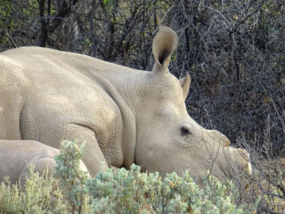 Südafrika0001(384).JPG