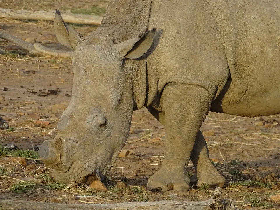 Südafrika0001(442).JPG