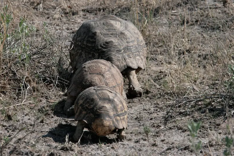 SchildkrteninderCentralKalahari.JPG