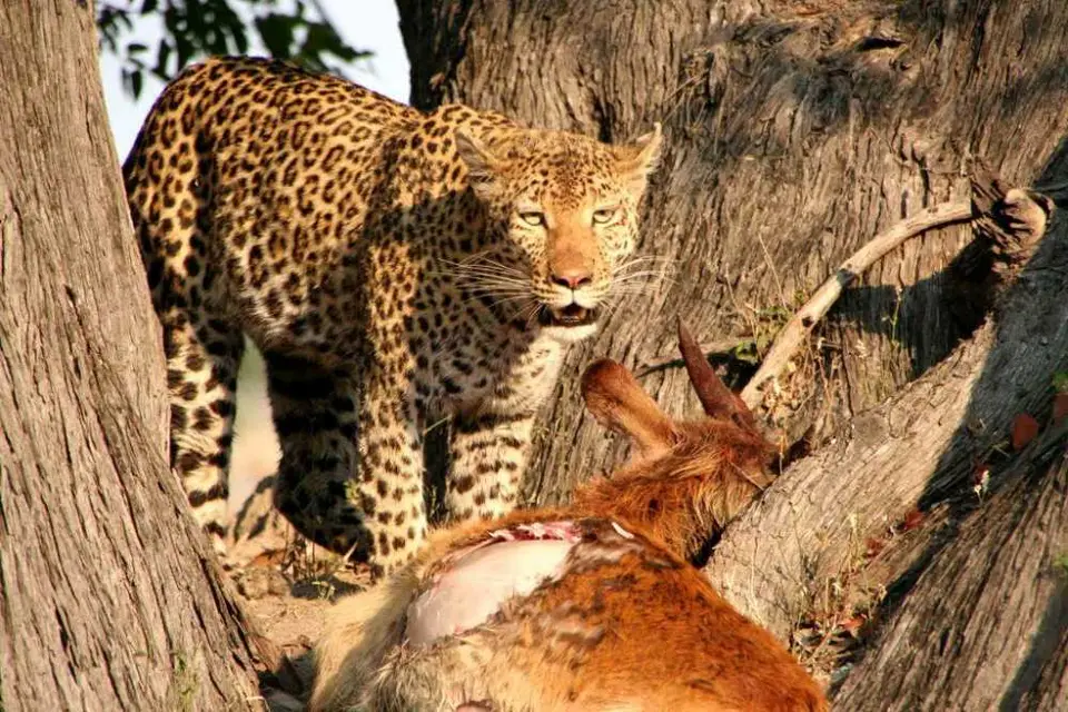 BotswanaLeopardmitBeuteMoorantilope-Kopie.jpg